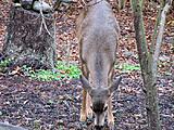 Click image for larger version

Name:	Deer4.jpg
Views:	138
Size:	89.0 KB
ID:	797251