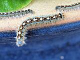 Click image for larger version

Name:	P3280608small.JPG
Views:	405
Size:	148.7 KB
ID:	839007