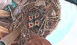 Click image for larger version

Name:	four hungry chicks.jpg
Views:	412
Size:	186.4 KB
ID:	839661