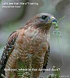 Insurance bird