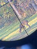 I like to deer hunt if it will ever cool off. Today it’s mid 70s, I’d like another in the freezer but this is not the one.